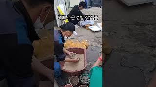 강화도 숭어갯지렁이 선별작업
