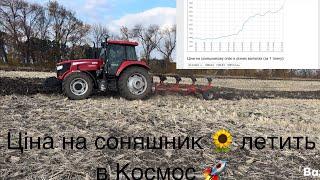 Ціна на соняшник  летить  в КОСМОС Оранка не йде‍️ розірвали МТЗ‼️