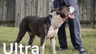 American Bully Ultra Class Kennels