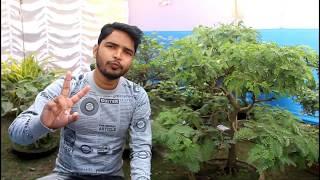 bonsai tree making in Bengali | japanese boxwood bonsai # 1