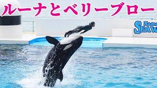 ルーナのベリーブロー超久々!! 鴨川シーワールド シャチショー KamogawaSeaWorld  orca killerwhale