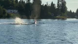 Orcas in South Puget Sound