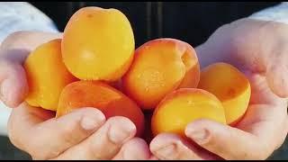 The best Apricot in the world - Malatya Apricot 