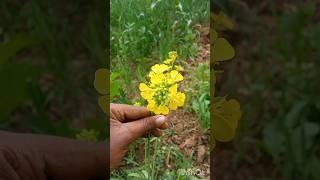 farming #ytshorts #shorts #durgesh #minivlog #daily ️|| Durgesh regar vlogs