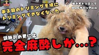 初来店！！鎮静剤でもお顔周りがカットできないトイプードルの噛み犬トリミング！！