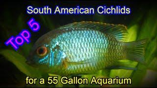 Top 5 South American Cichlids for a 55 Gallon Aquarium