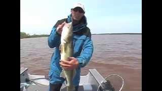 Big Huge Walleye Fishing Video