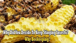 Why Do You Keep Stinging Insects? Why Beekeeping?