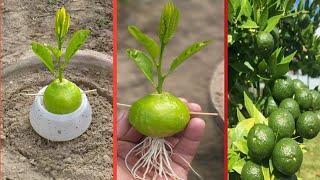 Grow lemons from lemons fruit | The easiest procedure in the world | 100% success |