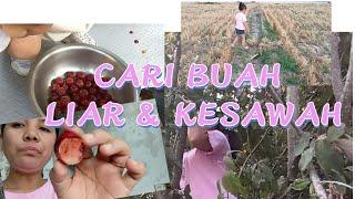 CARI  BUAH  LIAR  BERSAMA  ANAK2 & PERGI  KEKEBUN  UNTUK  MELIHAT  TANAMAN  JAGUNG