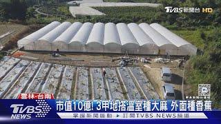 市值10億! 3甲地搭溫室種大麻 外面種香蕉｜TVBS新聞 @TVBSNEWS01