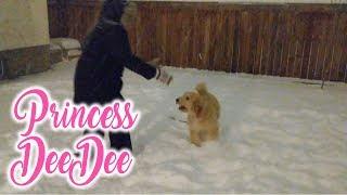 Princess Dee Dee 4K | Her First Big Snow Fall | Dominique Digital this week