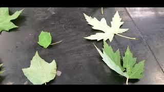 How to identify Sugar Maple trees vs Silver, Red and Norway Maples (Leaves and keys)