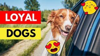 Top 5 Extreme Loyal Dog Breeds #dogs #dogbreeds #dogbreed #pets #doglover #doglovers #pet