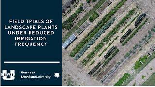 Field Trials of Landscape Plants Under Reduced Irrigation Frequency