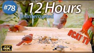 12 Hour Video for Cats  Wild Birds | Uninterrupted CatTV