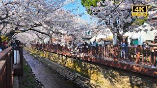 Jinhae Cherry Blossom Festival at Yeojwacheon Stream - A Tranquil Walking Tour ‍️ [4K]