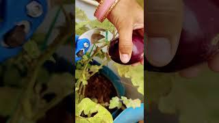 Brinjal harvesting  in rural village life #shortvideo #organicsnature #naturelover