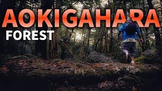 What Hiking in Aokigahara Forest in Japan is REALLY Like