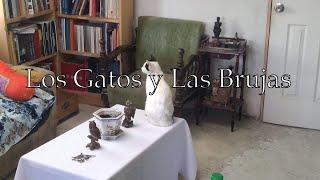 Gatos y brujas