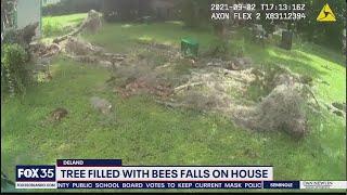 Tree filled with bees falls onto home in DeLand