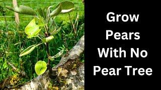 How to grow pears without a pear tree.