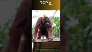 Top 10 Smartest Animals in the World