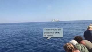 Whalewatching nel Santuario dei Cetacei - Mar Ligure