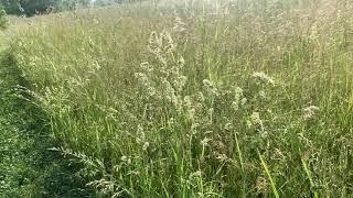 Spring Grass Pollen - George Ohrstrom