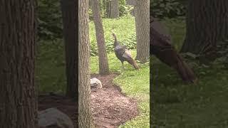 Backyard Turkey #share #outdoors #naturelovers  #nature  #wildlifephotography  #naturephotography