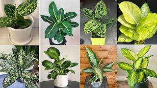 42 Indoor Dieffenbachia Species | Dumb Cane Plant Varieties with Names | Plant and Planting