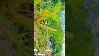 Rajesh saini olaniya  khubsurat phoolon ki video