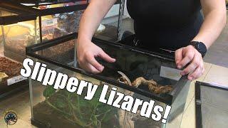 Jennii Relocates the Extra-Squirmy Grass Lizards! 