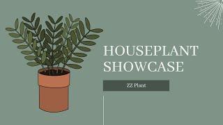 Easy Houseplants to Add to Your Home: ZZ Plant