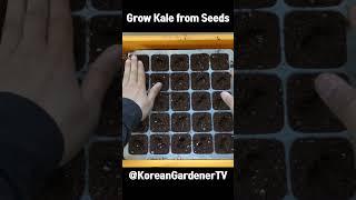 다이소에서 케일씨앗을 사다 심으면ㅣGrow Kale from Seeds #grow