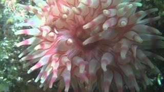 Diving in Saltstraumen