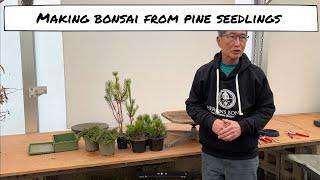 Making Simple Bonsai from Pine Seedlings