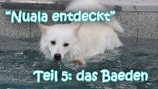 Nuala entdeckt - Teil 5: Das Baden (Islandhund, Icelandic Sheepdog swimming) - Amira's Blog