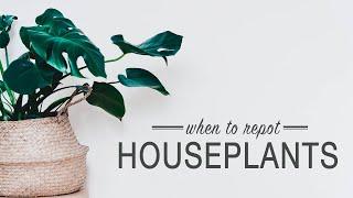 How to Know When to Repot Houseplants