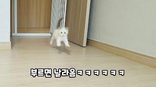 귀여운 아기고양이 한번에 몰아보기