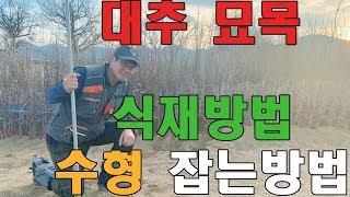 한밭농원::)대추나무 심는방법 ,수형잡기 묘목 식재방법,수형잡는방법 사과대추,왕대추