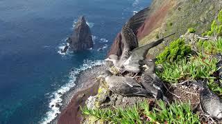 Azores Nature Parks