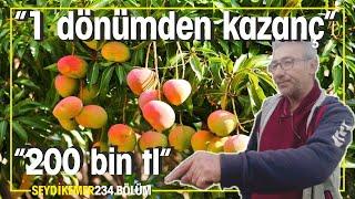 Çok para kazandıran tropikal meyve. MANGO (Üretim ve Arge süreci)