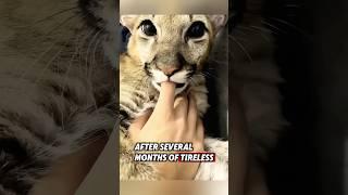 This orphaned puma cub was saved by a kind man who raised it with great care #rescue #puma