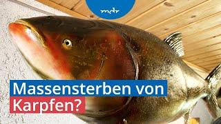 Fischsterben im Hohenwarte-Stausee in Thüringen befürchtet | MDR THÜRINGEN JOURNAL | MDR