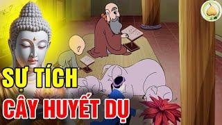 Chuyện Nhân Quả Phật Giáo SỰ TÍCH CÂY HUYẾT DỤ Chuyện Nhân Quả Báo Ứng Hiện Đời Lời Vàng Phật Dạy