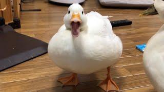 Our Pet White Call Duck Quacking, Quacking!