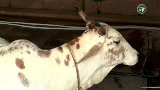 Indian Desi Cow Breed Rathi