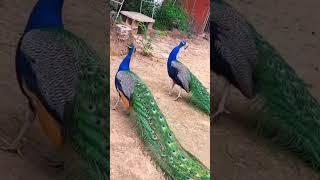 Mor ki Awaaz #youtubeshorts #video #viral #peacock ki Awaaz #viral #video # please 