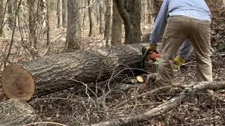 Daddy Red Oak Tree #firewood #logs #splitting